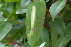 カマキリ