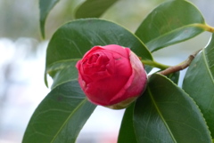 特大の蕾
