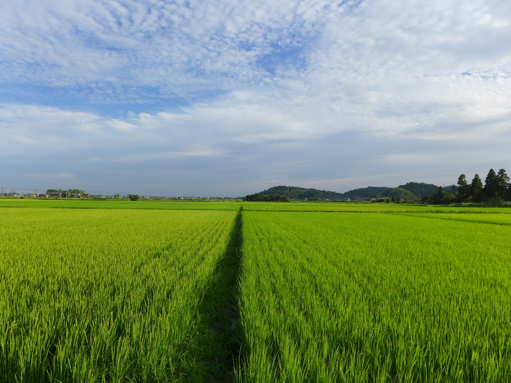 夏の田園　③