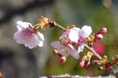 河津桜
