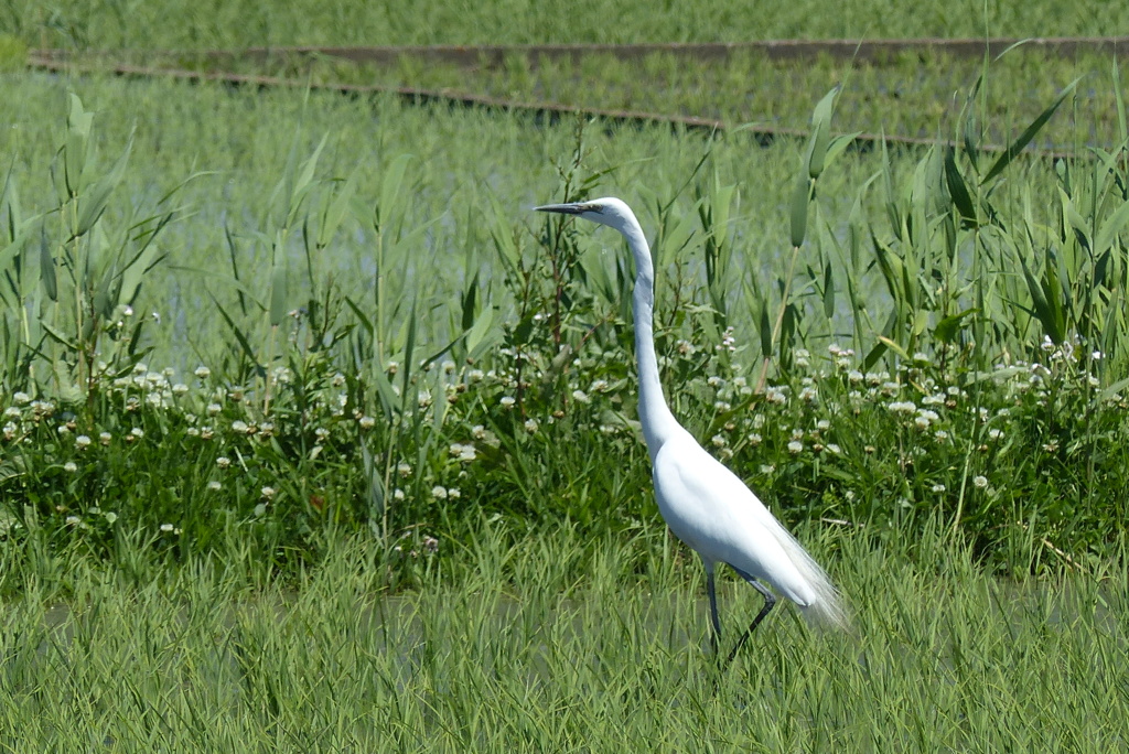 初夏の田んぼ