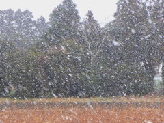 またもや雪が！