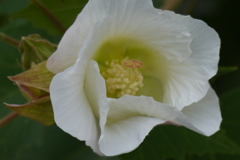 フヨウの蕊