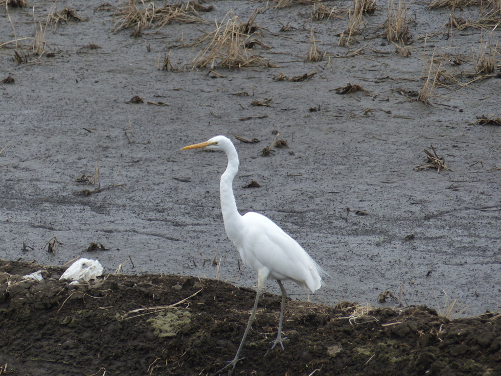 餌場へ来ました