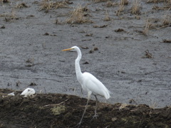 餌場へ来ました