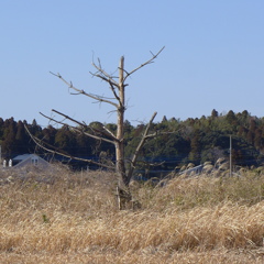 枯れ木