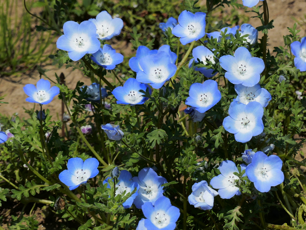 涼しい色の花