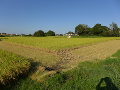 刈り取り田んぼ全景