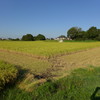 刈り取り田んぼ全景