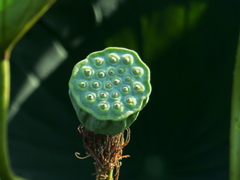 蓮の花托