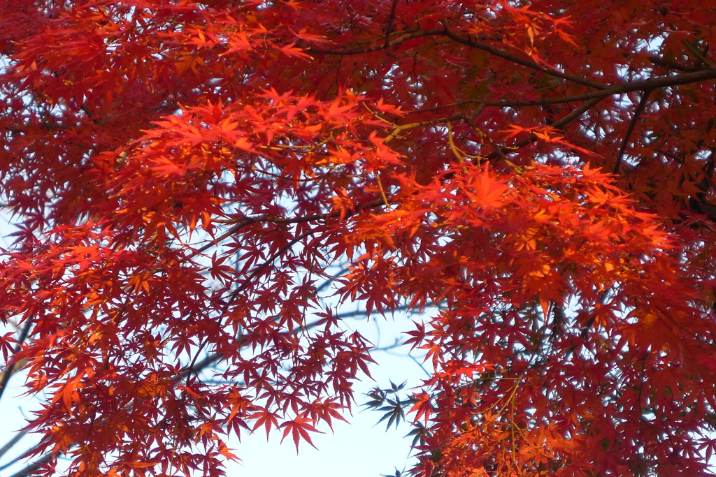 紅葉