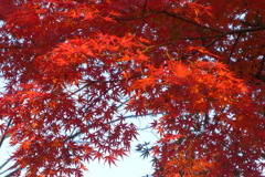 紅葉