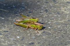 イナゴ