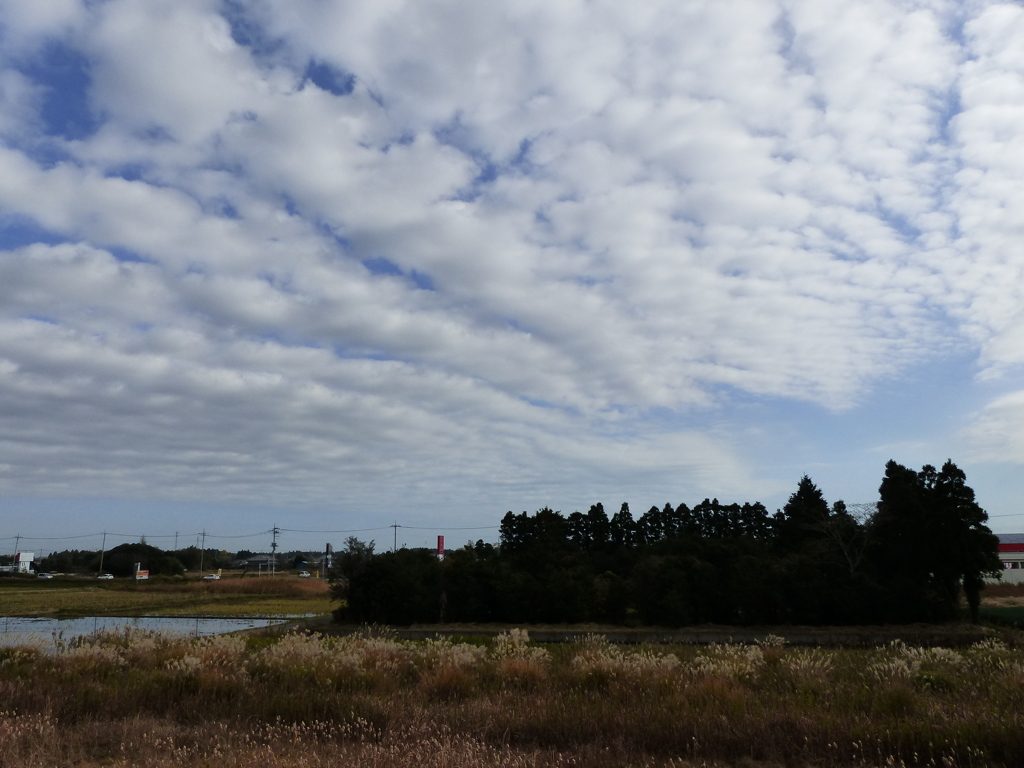林と秋雲