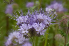 ハゼリソウはこんな花