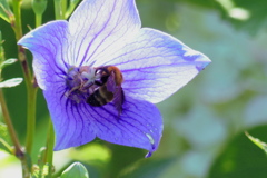 キキョウと蜂