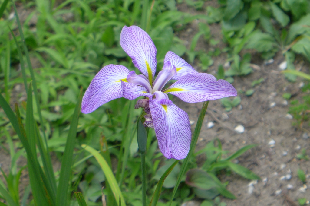 菖蒲