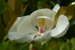 巨大な花