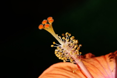 朝日に輝く蕊