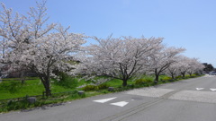 茂原の桜　晴天編3