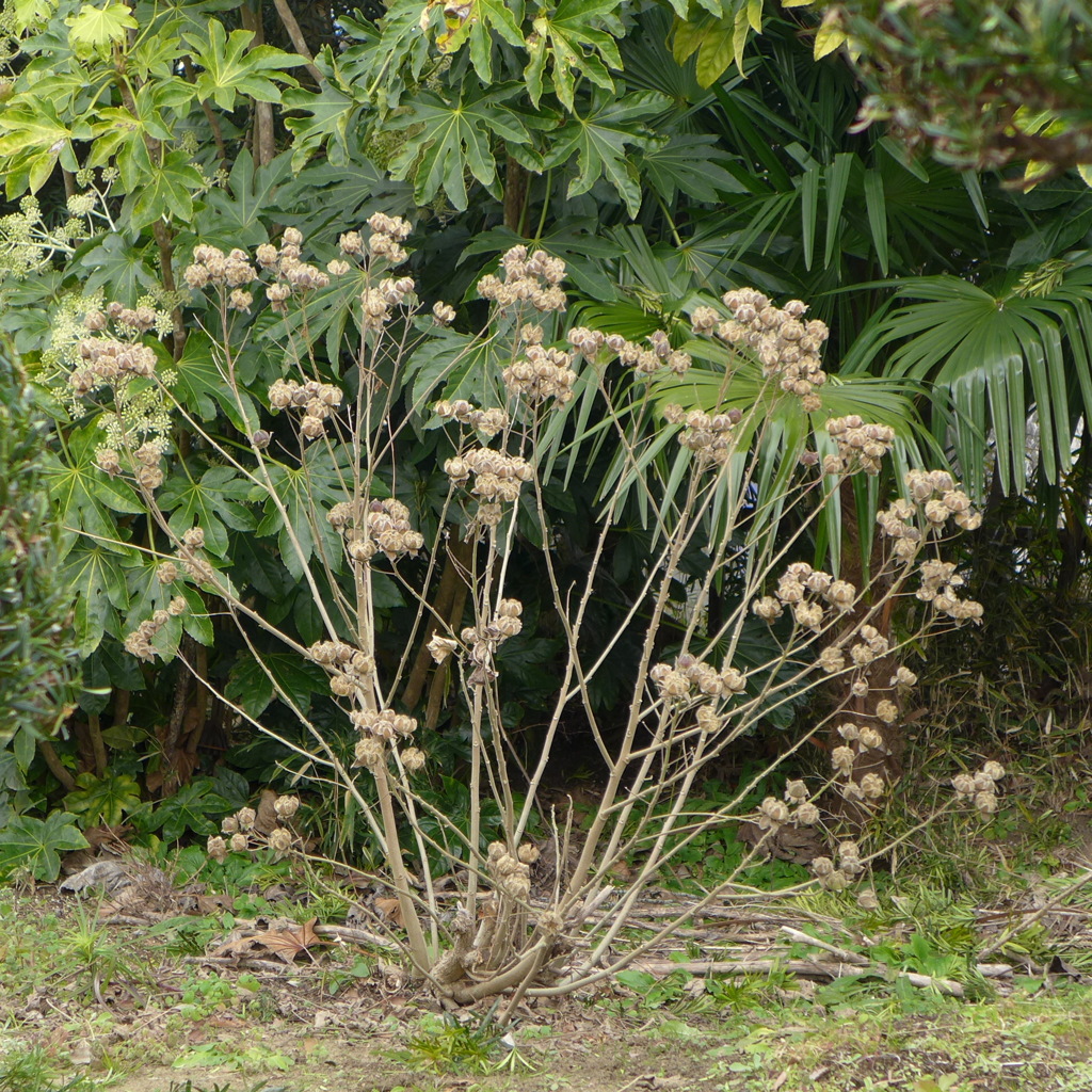 枯芙蓉　1