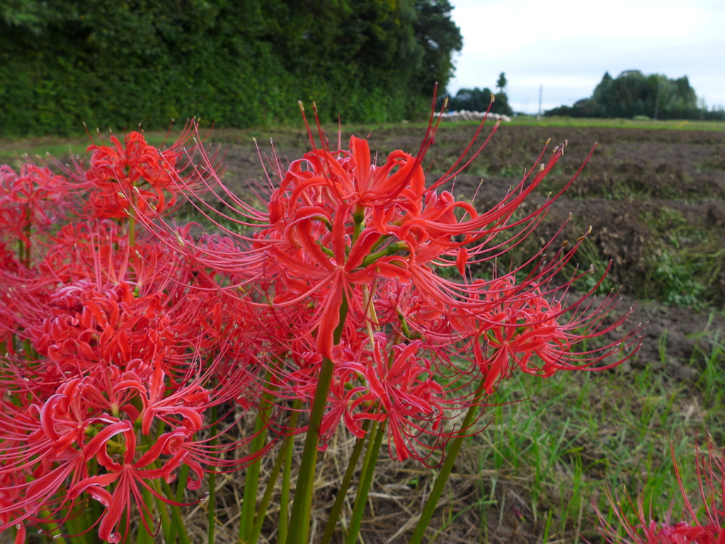 落花生畑の側に咲く