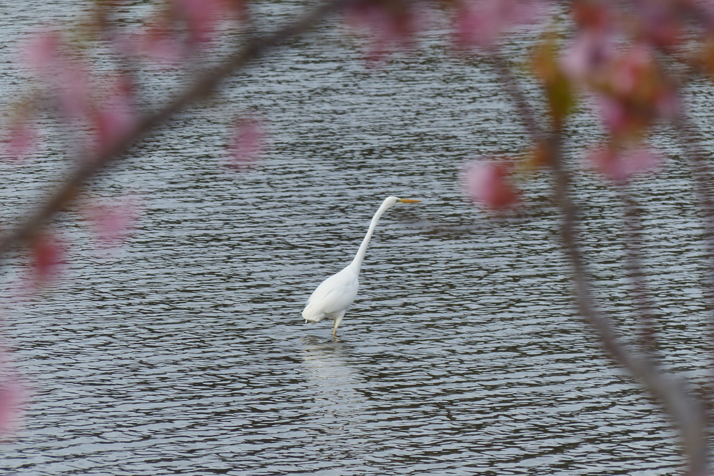 池のシラサギ　2