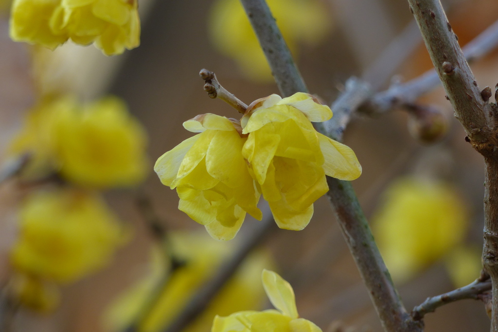 蝋梅の花