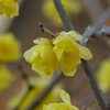 蝋梅の花