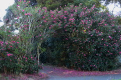 山茶花垣