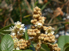 びわの花