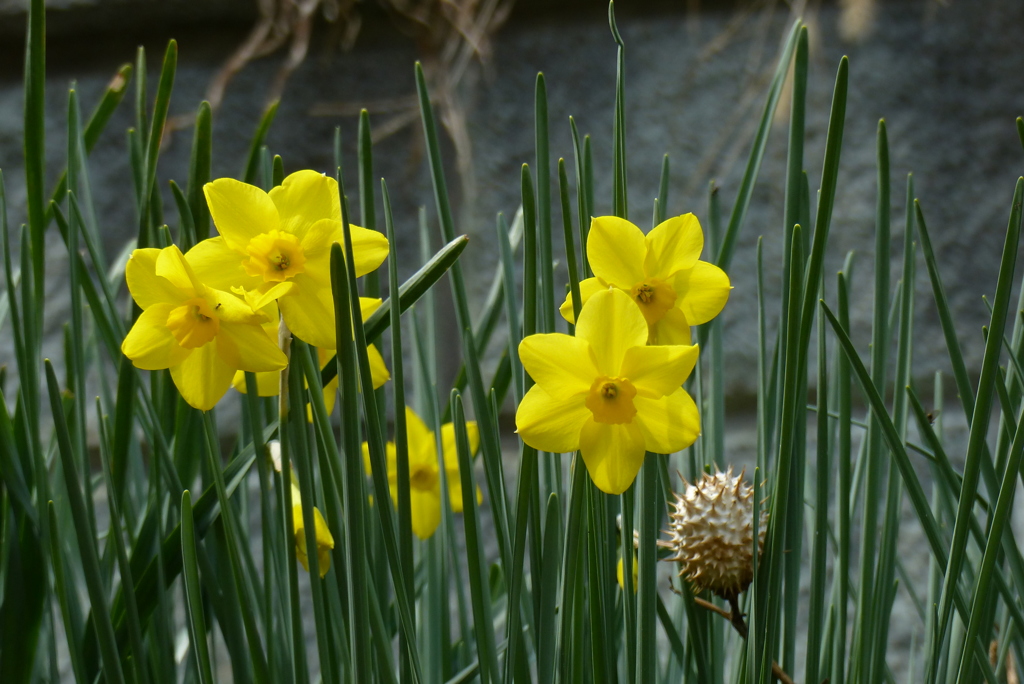 黄色い水仙