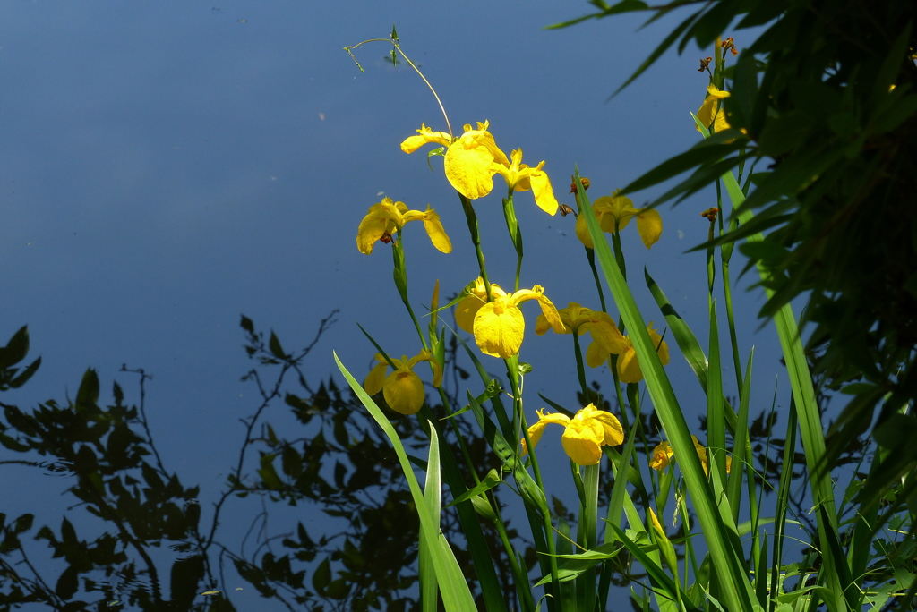 池淵の黄菖蒲