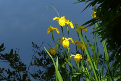 池淵の黄菖蒲