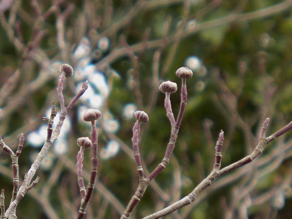 ハナミズキの花芽