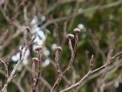 ハナミズキの花芽