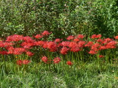 曼珠沙華