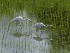 初夏の田園を歩く