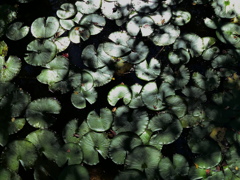 睡蓮の葉