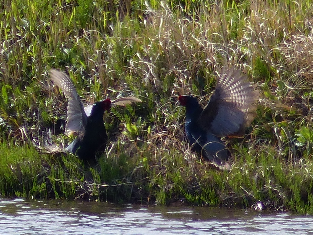 ほろうちして威嚇