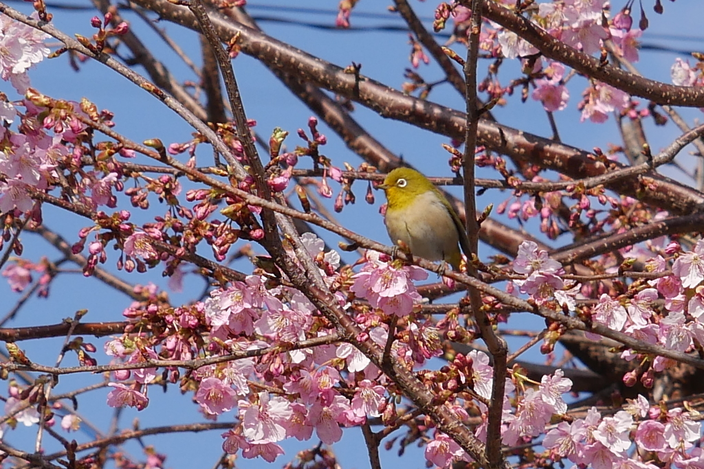 メジロと河津桜　2