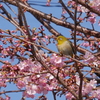 メジロと河津桜　2