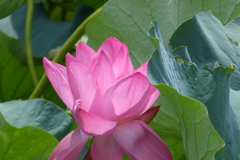 ４日目の花