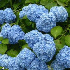 紫陽花