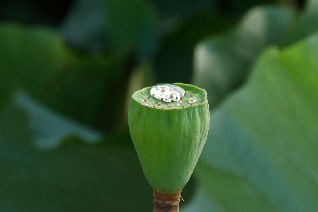 花托の水滴