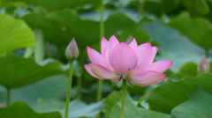 蓮　2