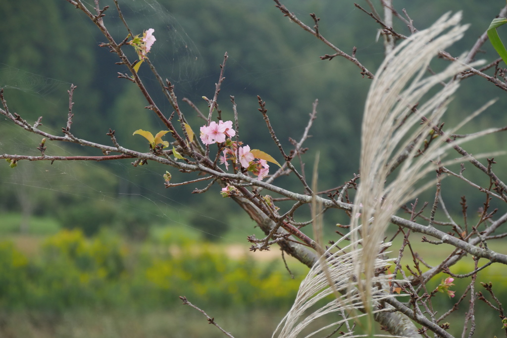 ススキと桜