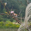 ススキと桜