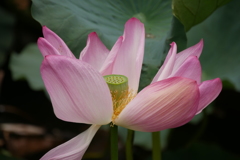 かろうじて花托が見える