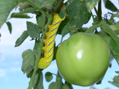 トマトとガの幼虫